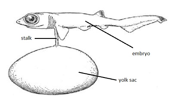 urogenital system of shark